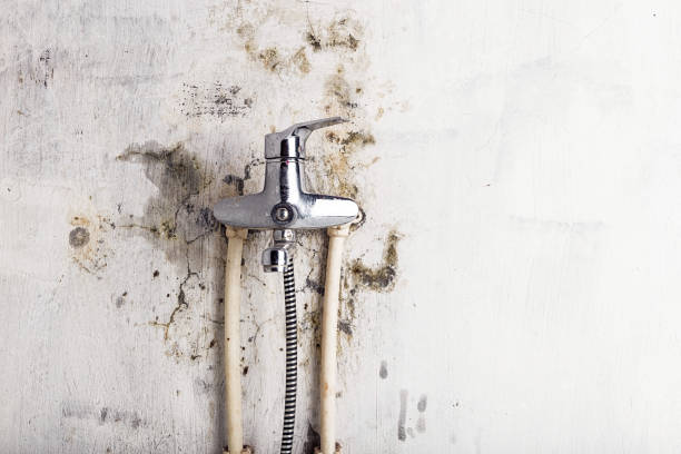 Best Home Mold Removal  in Lake View, AL