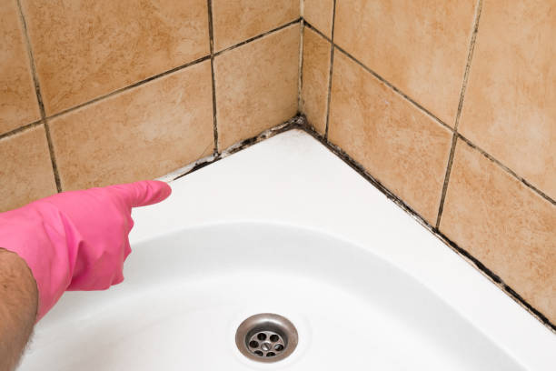 Best Mold Remediation Services  in Lake View, AL