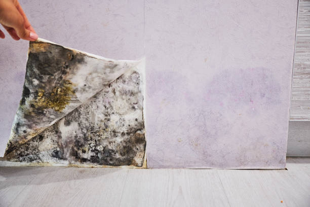 Best Certified Mold Removal  in Lake View, AL